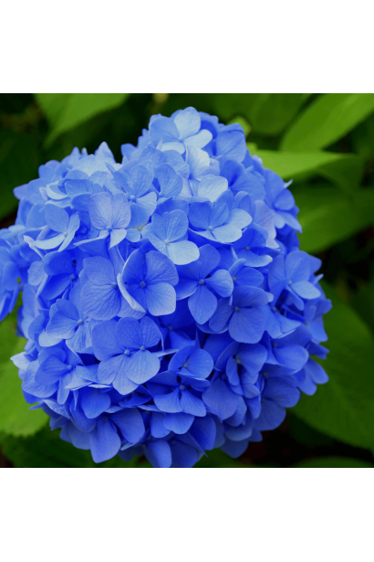 Гортензія Ерлі Блю кулясті блакитні суцвіття